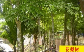 紅花梨下腳料千萬別再丟了，都是寶啊